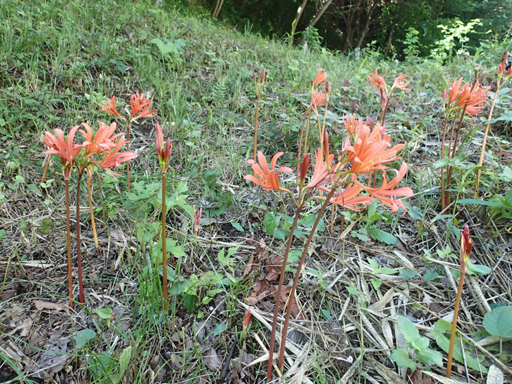 神明第二緑地190817